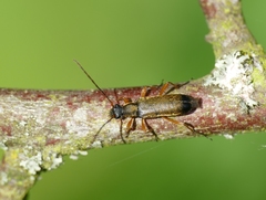 Grammoptera ustulata