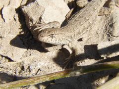 Liolaemus wiegmannii