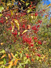 Malus sargentii