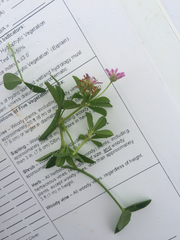 Trifolium resupinatum