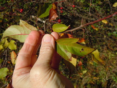 Malus sargentii