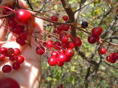 Malus sargentii