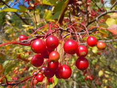 Malus sargentii