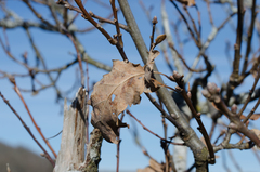 Quercus petraea petraea
