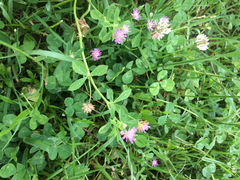 Trifolium resupinatum