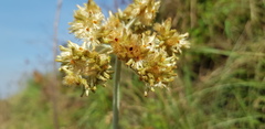 Helichrysum globosum