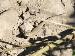 Liolaemus wiegmannii