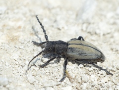 Dorcadion fuliginator