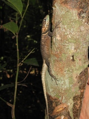 Tropidurus oreadicus