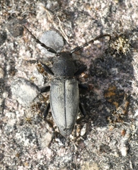 Dorcadion fuliginator