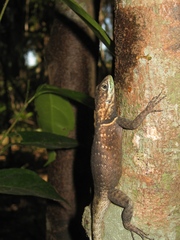 Tropidurus oreadicus
