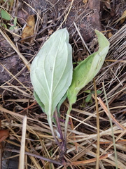 Helichrysum globosum