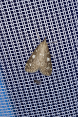 Udea olivalis
