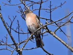 Turdus migratorius