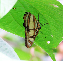 Metamorpha elissa