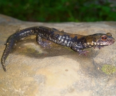 Plethodon petraeus