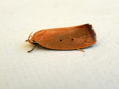 Acanthodela protophaes