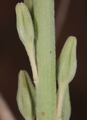 Oenothera cinerea