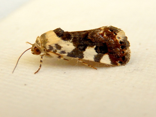 Acontia nivipicta Butler, 1886