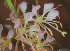 Oenothera cinerea