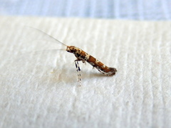 Acrocercops irrorata