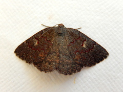 Apodasmia rufonigraria