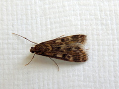 Araeomorpha diplopa