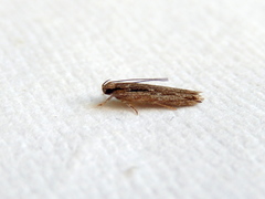 Ardozyga amblopis