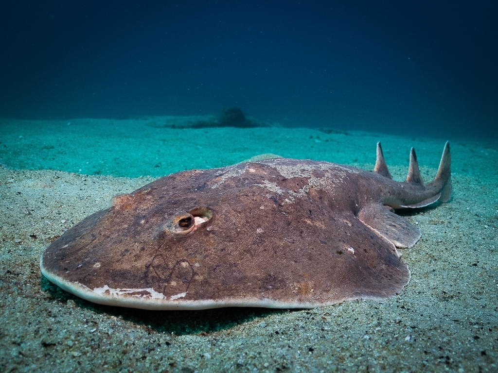 Cortez electric ray (Narcine entemedor) — Narcinidae