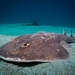 Giant Electric Ray - Photo (c) skro, some rights reserved (CC BY-NC)
