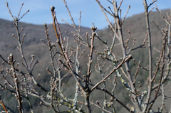 Quercus petraea petraea