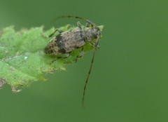 Leiopus femoratus