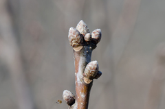 Quercus petraea petraea