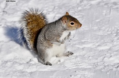 Sciurus carolinensis