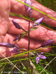 Gentianella rapunculoides