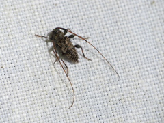 Leiopus femoratus