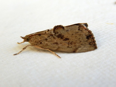 Crocidolomia suffusalis