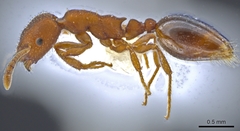 Formicoxenus hirticornis
