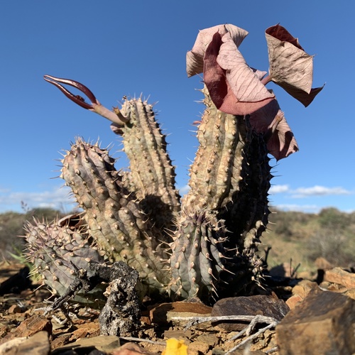 Hoodia gordonii (Masson) Sweet ex Decne. 3