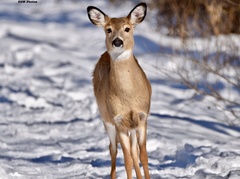 Odocoileus virginianus