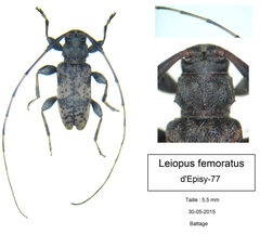 Leiopus femoratus