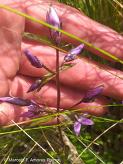 Gentianella rapunculoides