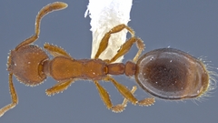 Formicoxenus hirticornis
