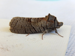 Culama suffusca