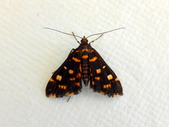 Diathrausta ochreipennis
