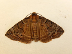 Dysbatus singularis