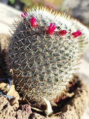 Mammillaria haageana san-angelensis