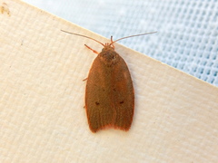 Enoplidia simplex