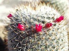 Mammillaria haageana san-angelensis
