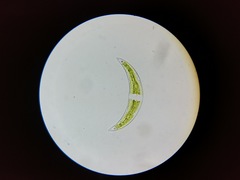 Closterium leibleinii